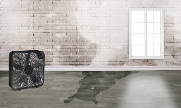 Best Mold removal after water damage  in Cedar Hill, MO